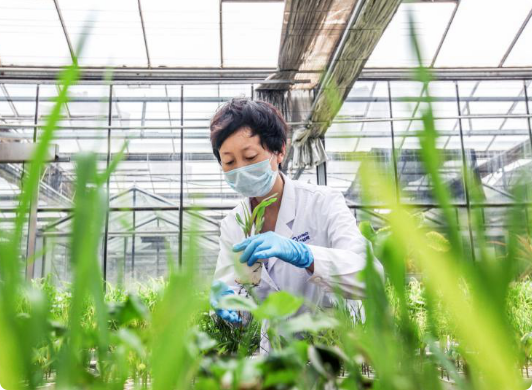Green Pesticides